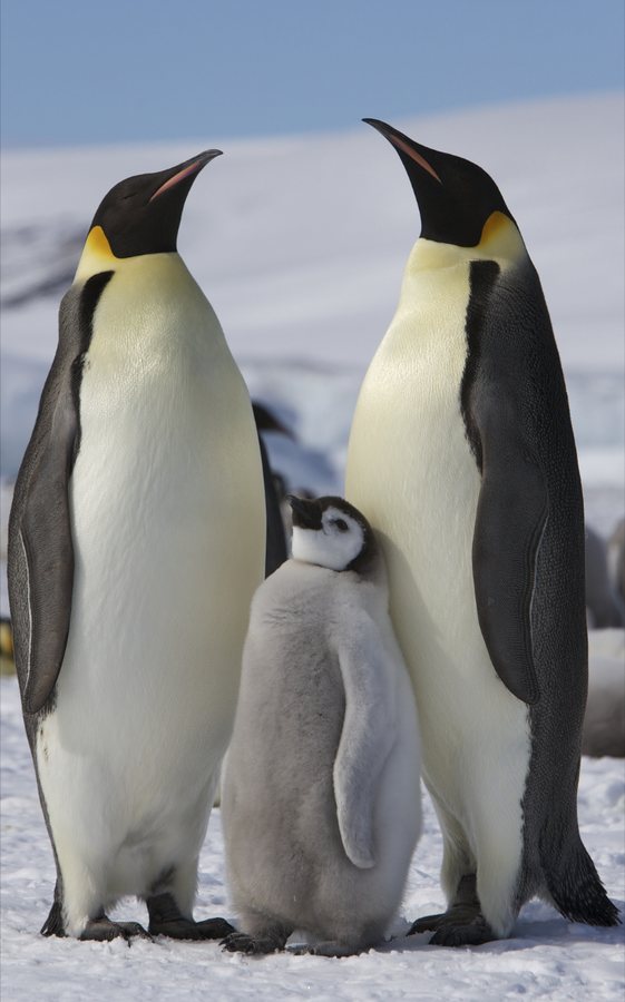 Scientists discover first new penguin species in more than 100 years
