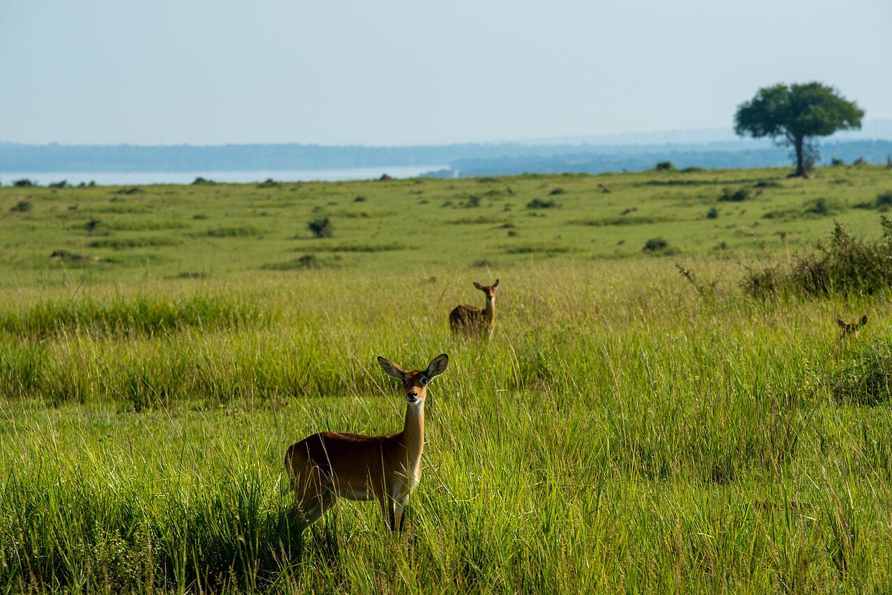 The Amazing Wildlife of Africa in Stunning 4K | BBC Earth
