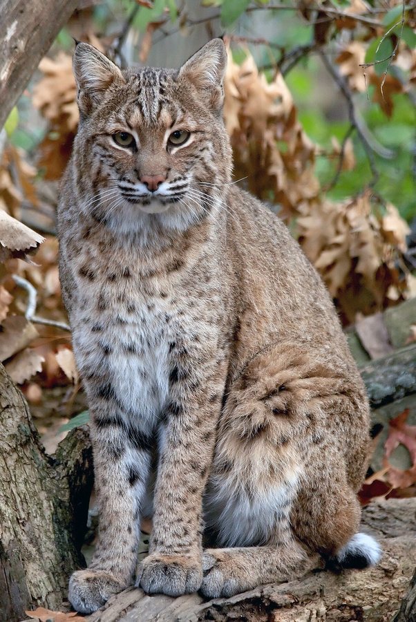 How Does A Bobcat Hunt In Winter? | 20 Years of Planet Earth II | BBC Earth