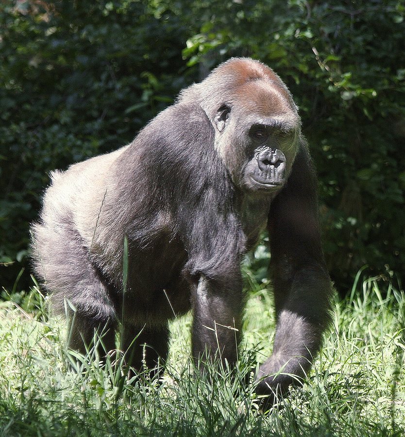 Gorillini
