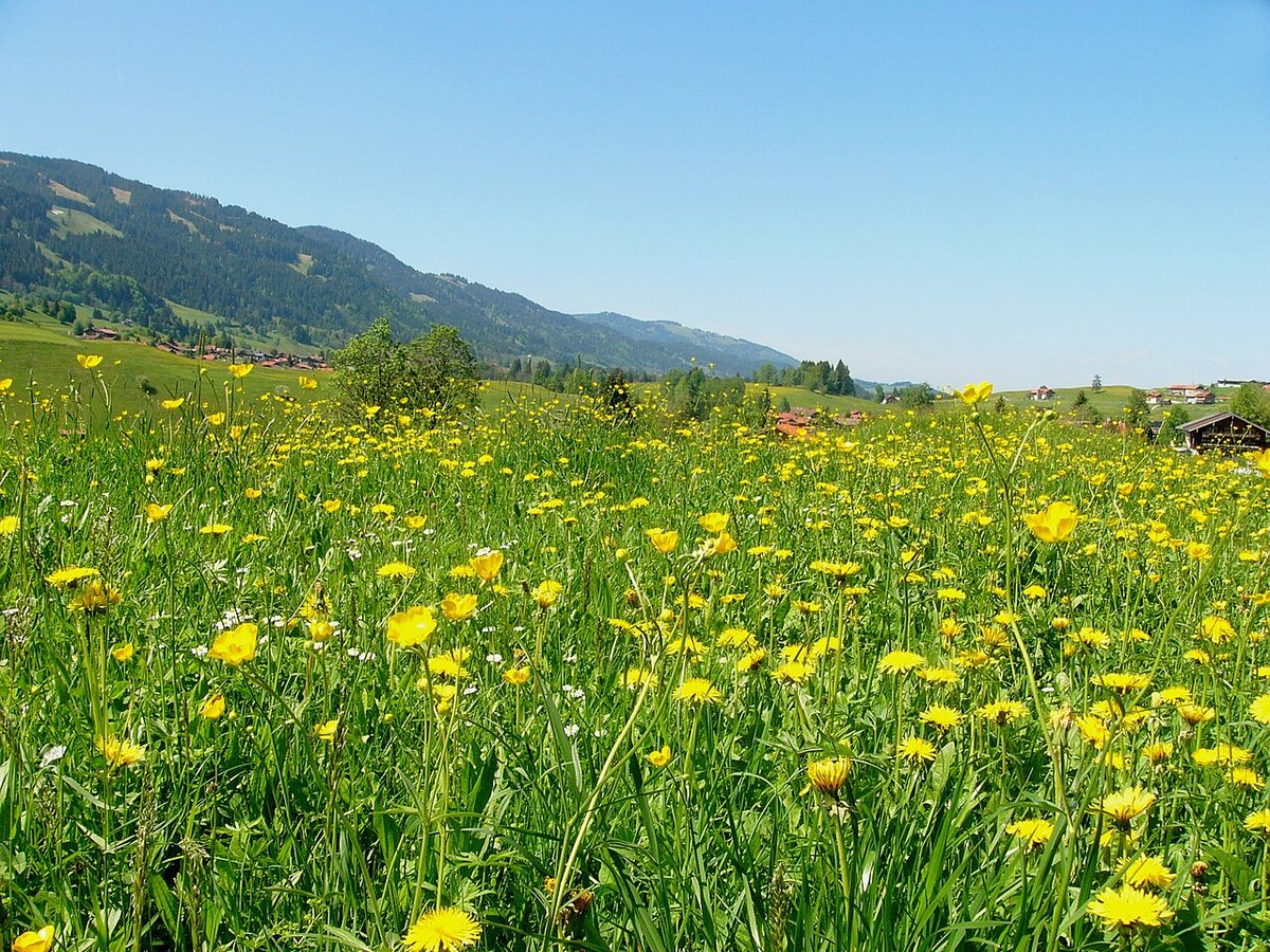 Hundreds of wildflowers to be planted at meadow