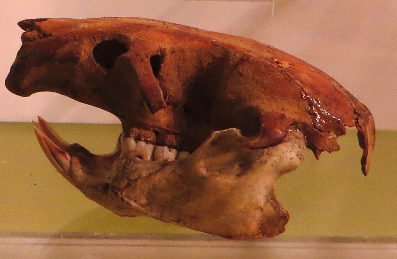 Schädel der Teneriffa-Riesenratte (Canariomys bravoi), einer heute ausgestorbenen endemischen Art