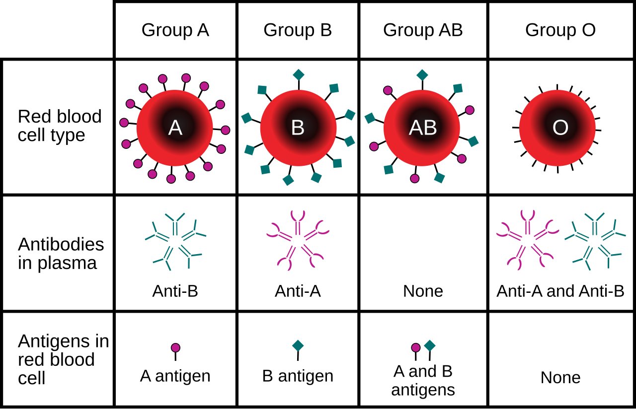 Scientists solve a 50-year mystery and discover a new human blood group