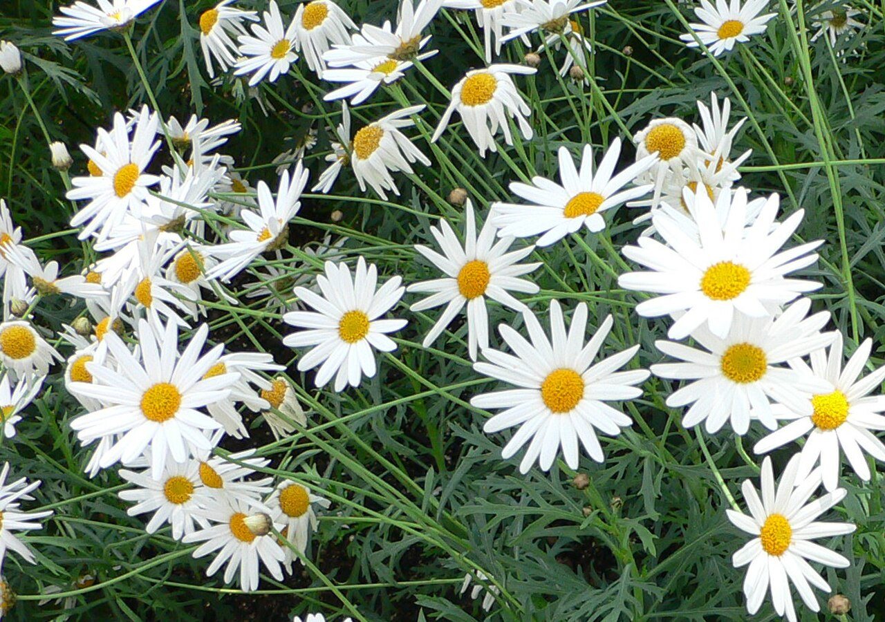Argyranthemum frutescens, Sorte Vera
