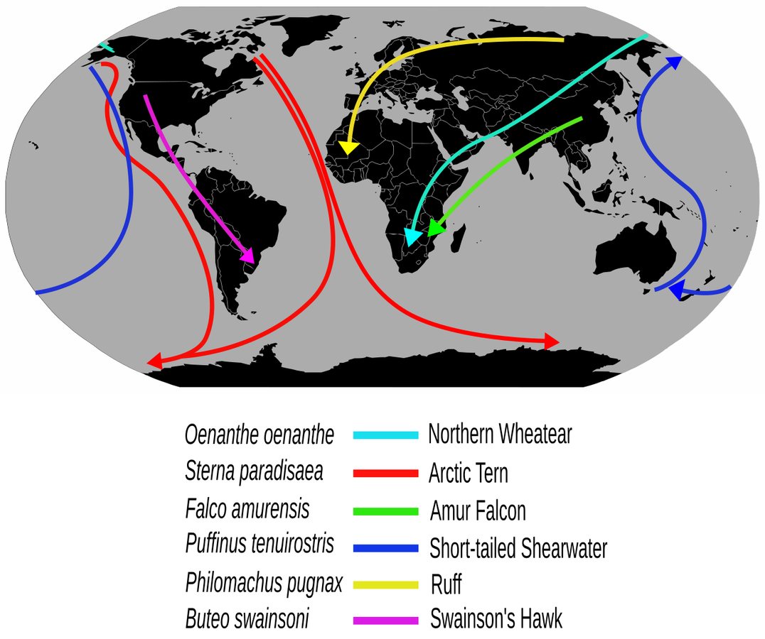 Climat. Comment l’homme perturbe le parcours migratoire des oiseaux