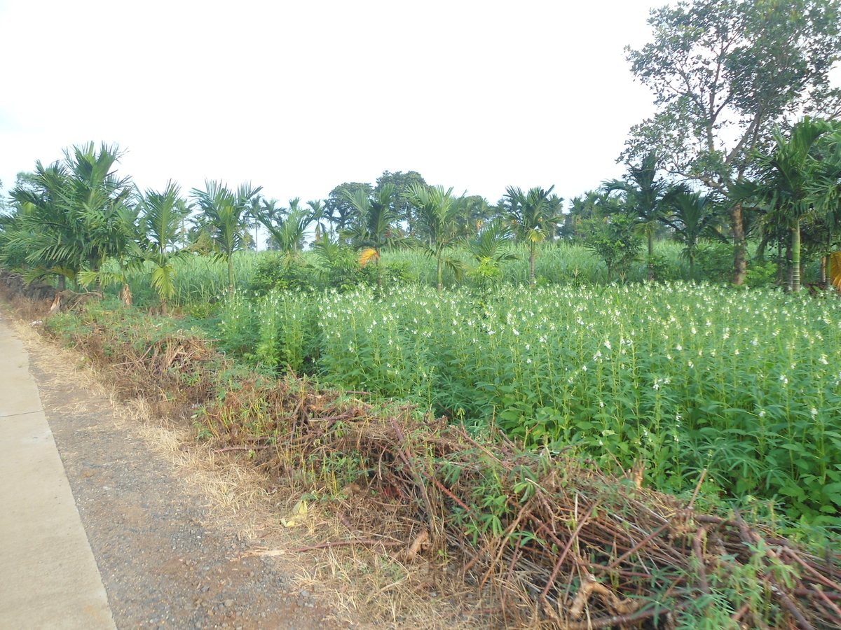 Sesame Crop Failure Shows Why Agriculture Needs Specialized AI