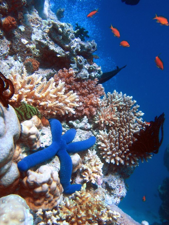 Can a 'lullaby' save coral reefs from extinction?