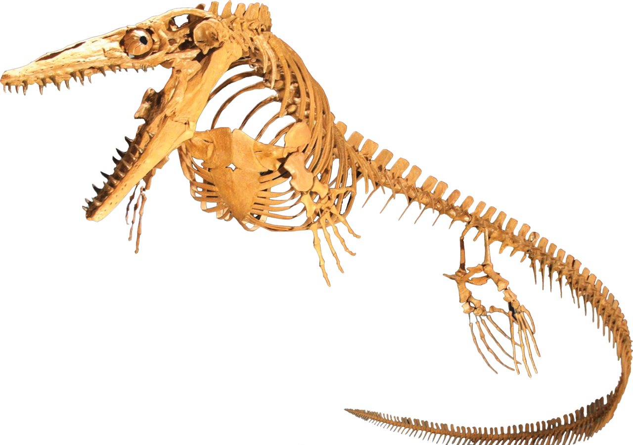 Paleontologists Uncover New Mosasaur Species in Egypt’s Western Desert