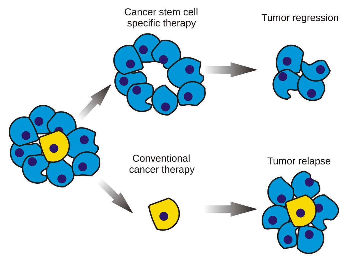 Cancer stem cells have an “energy addiction” scientists may be able to exploit