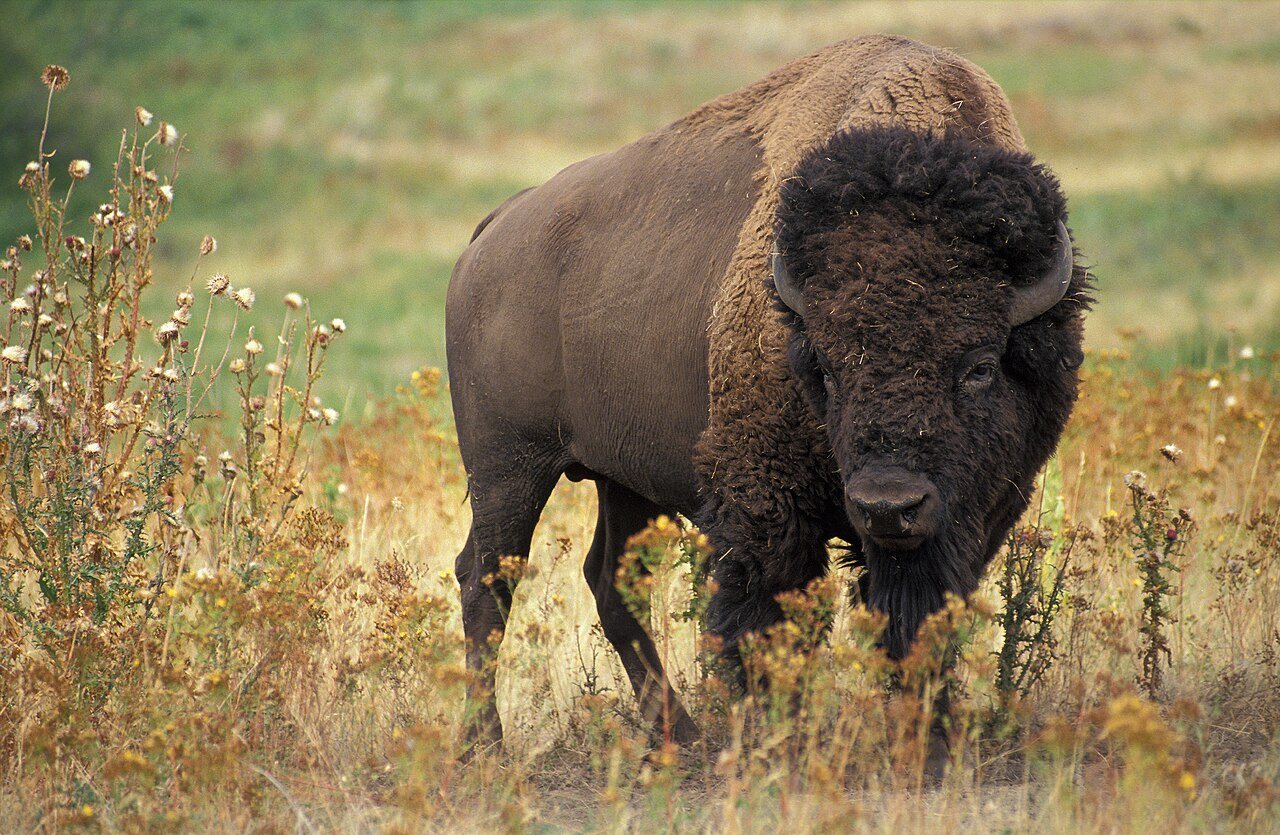 Plot twist: the American buffalo isn’t actually a buffalo. #buffalo #bison #stem #naturepbs #animals