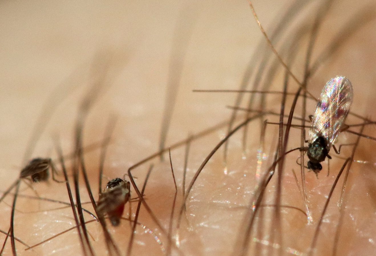 Highland Midges biting (Culicoides impunctatus).jpg