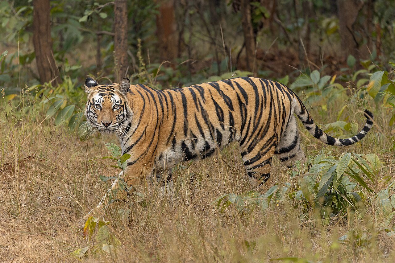 Bengal tiger in Sanjay Dubri Tiger Reserve, December 2024