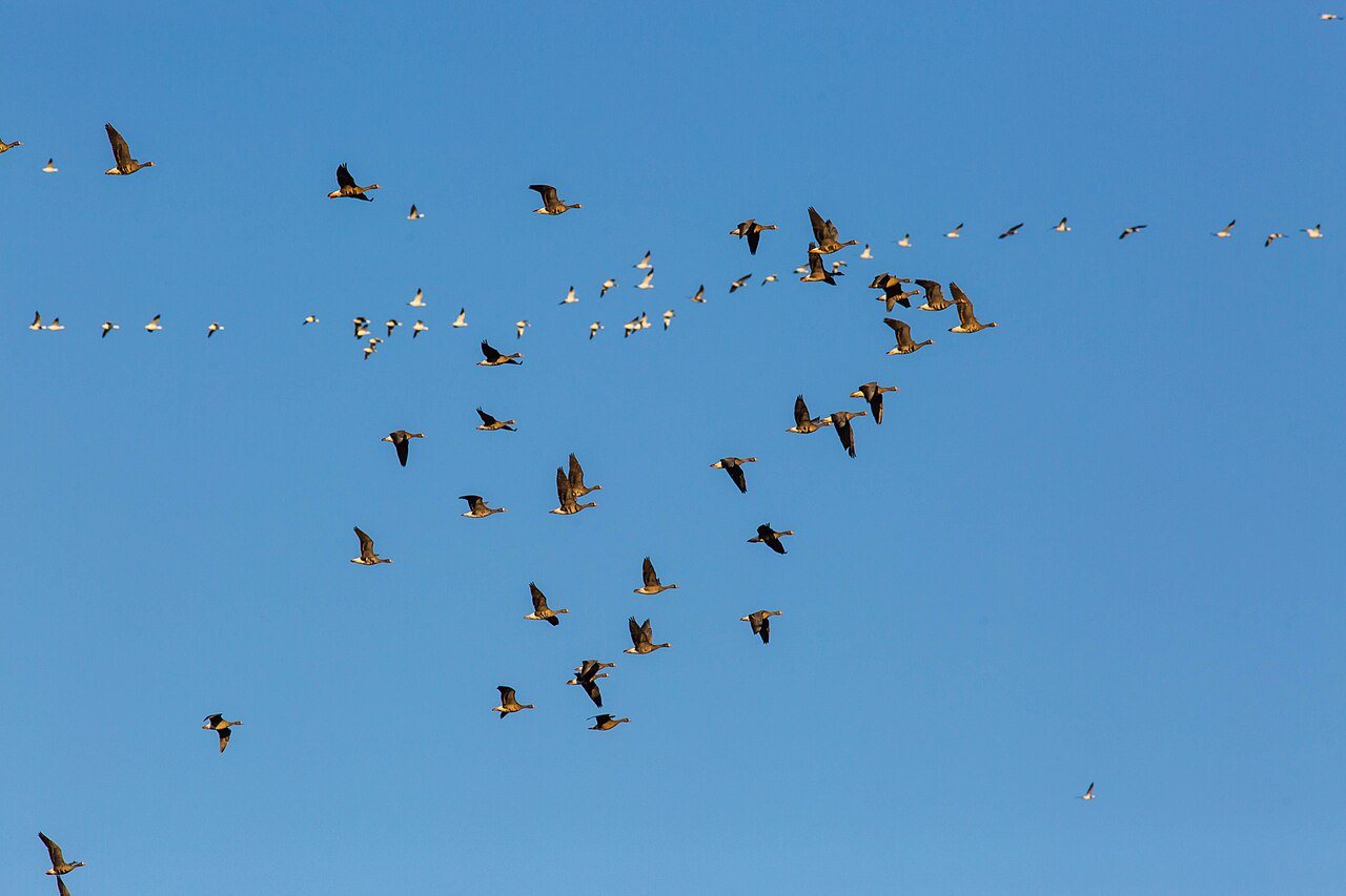 Earth's Greatest Animal Migrations | BBC Earth