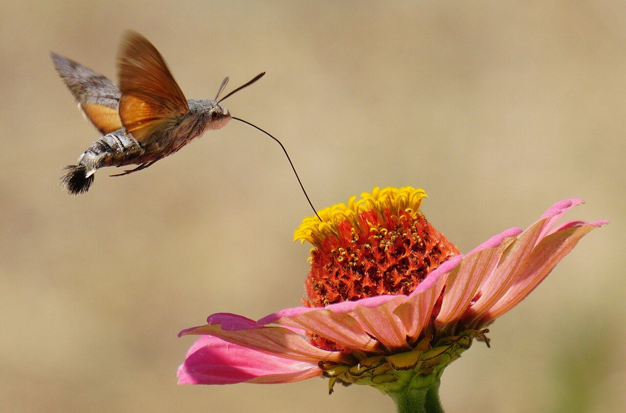 Hummingbird hawk-moth with straw stretched