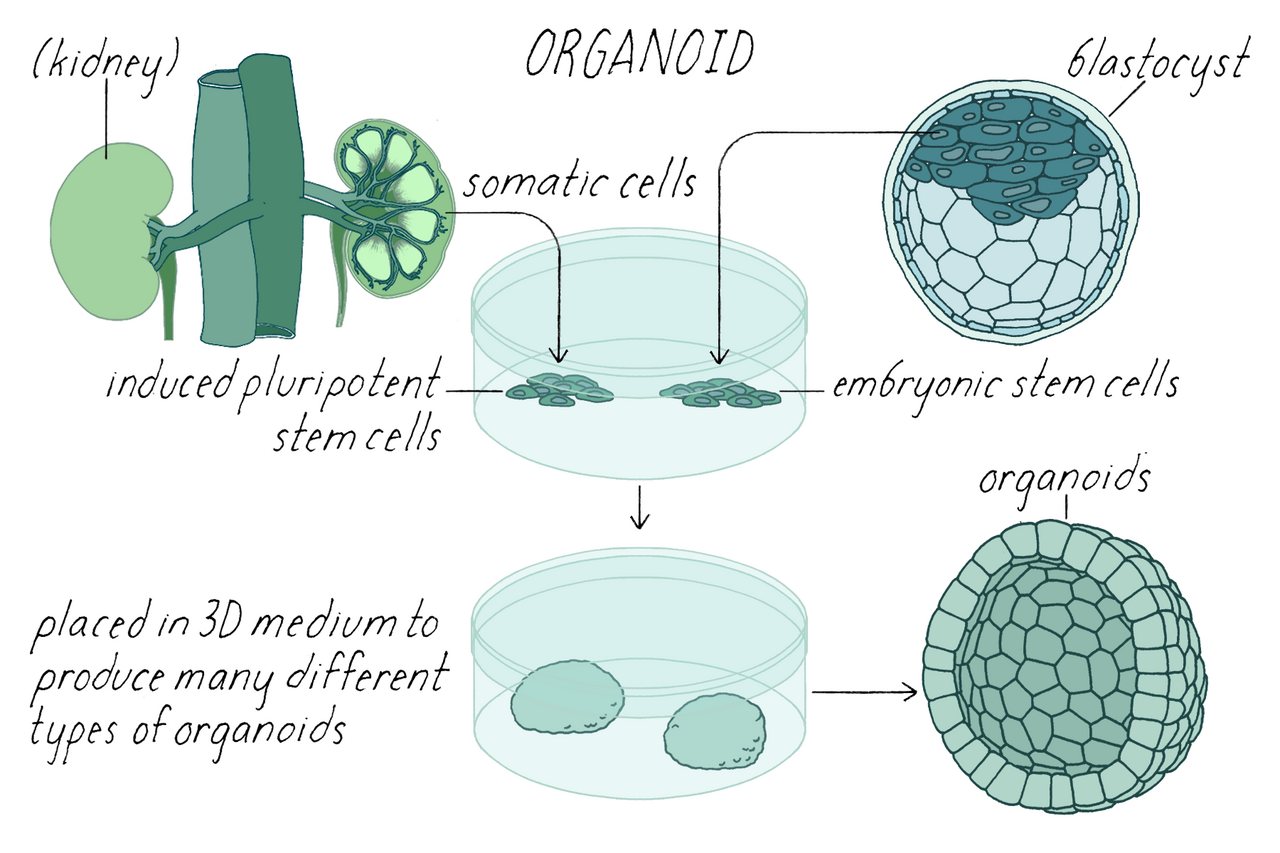 What 5-year-old brain organoids can teach us