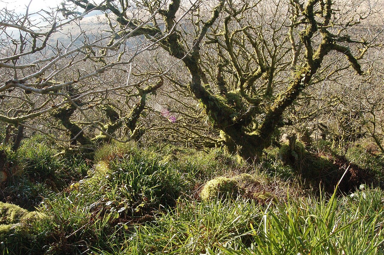 I camped in one of Britain’s last remaining rainforests