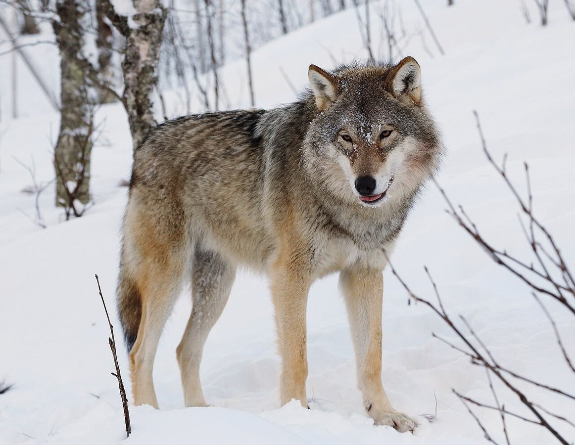 Trump signs order to remove endangered species protection for grey wolves