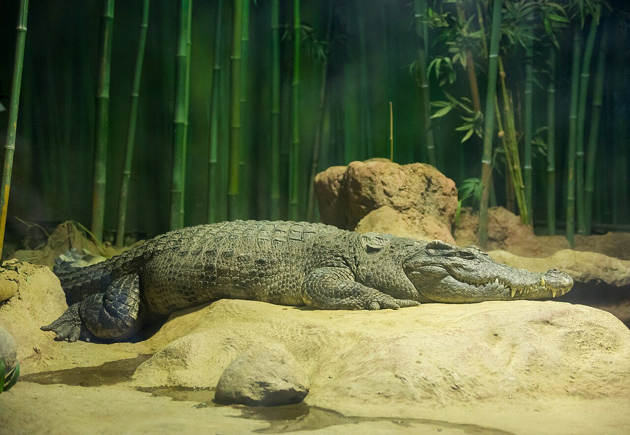 Saving the Siamese crocodile: Cambodia moves to protect one of the world’s last wild populations