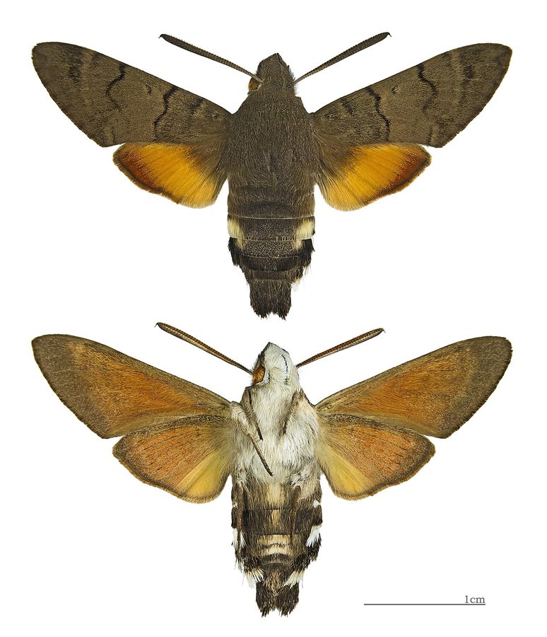 Hummingbird hawk-moth