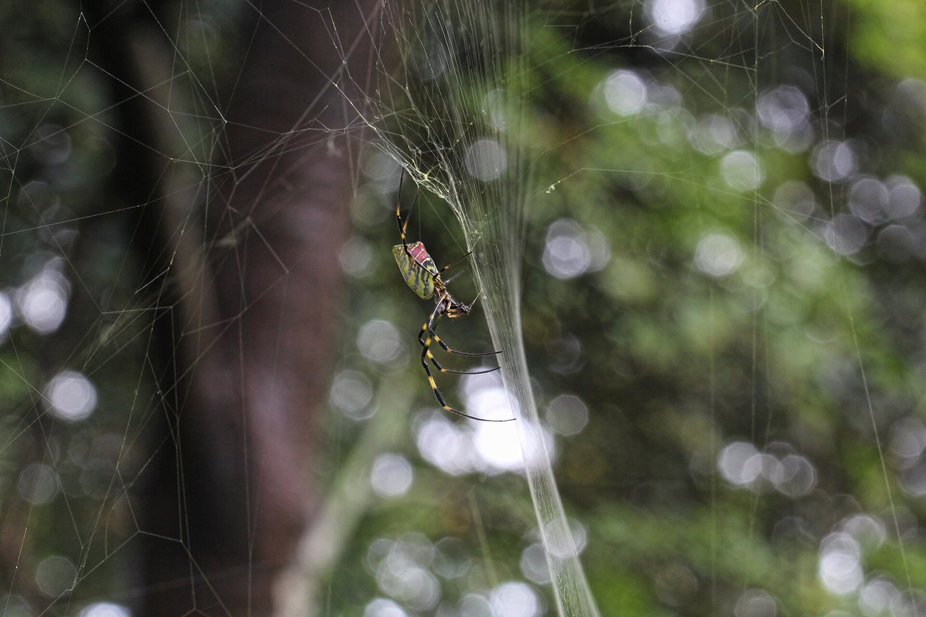 The Fascinating World of Spiders | BBC Earth