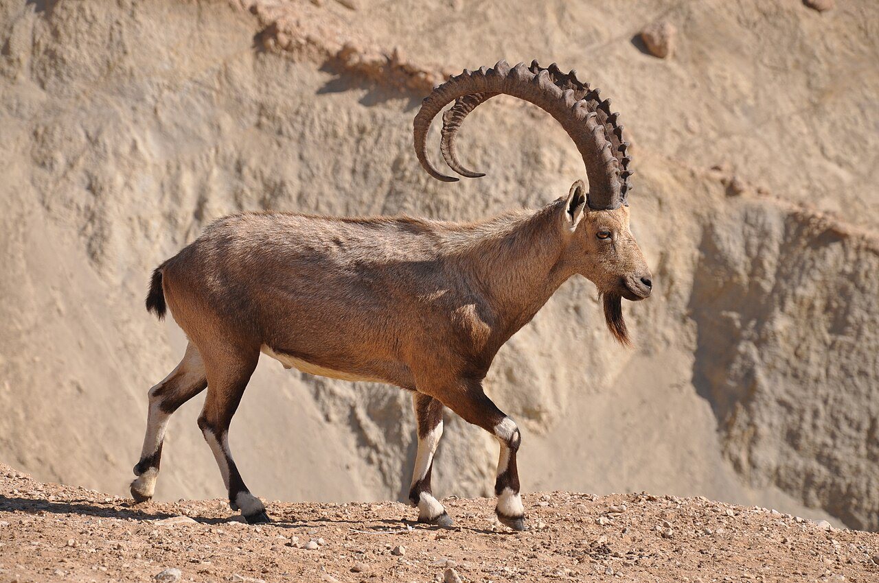 Ancient Carving May Represent Nubian King