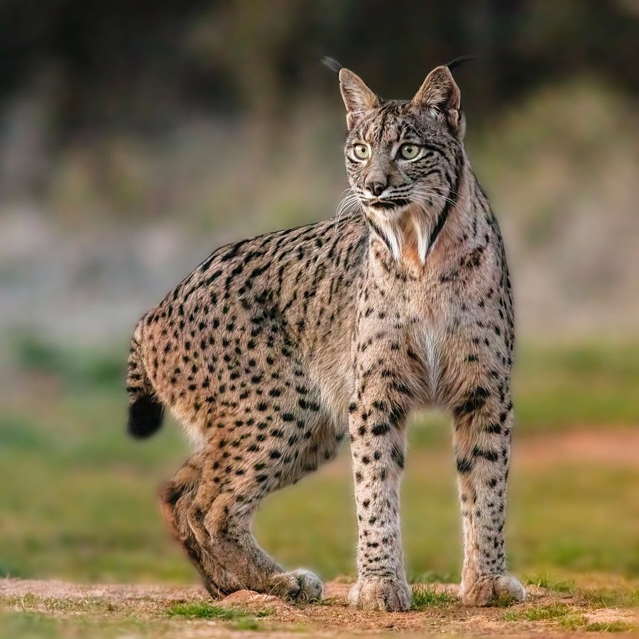 Alone with the stars, lynx and wolves in ‘Empty Spain’
