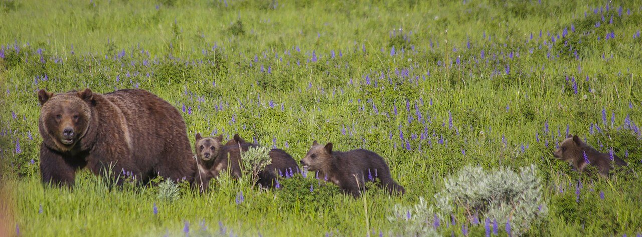 Remembering Grizzly 399, who sadly passed in October 2024. #naturepbs #bear #wildlife #grandtetons