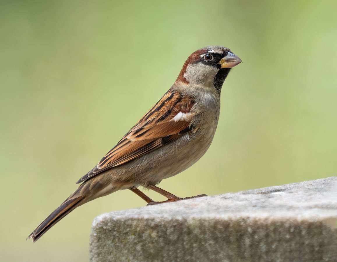 Urban greenery is giving city birds relief from extreme heat