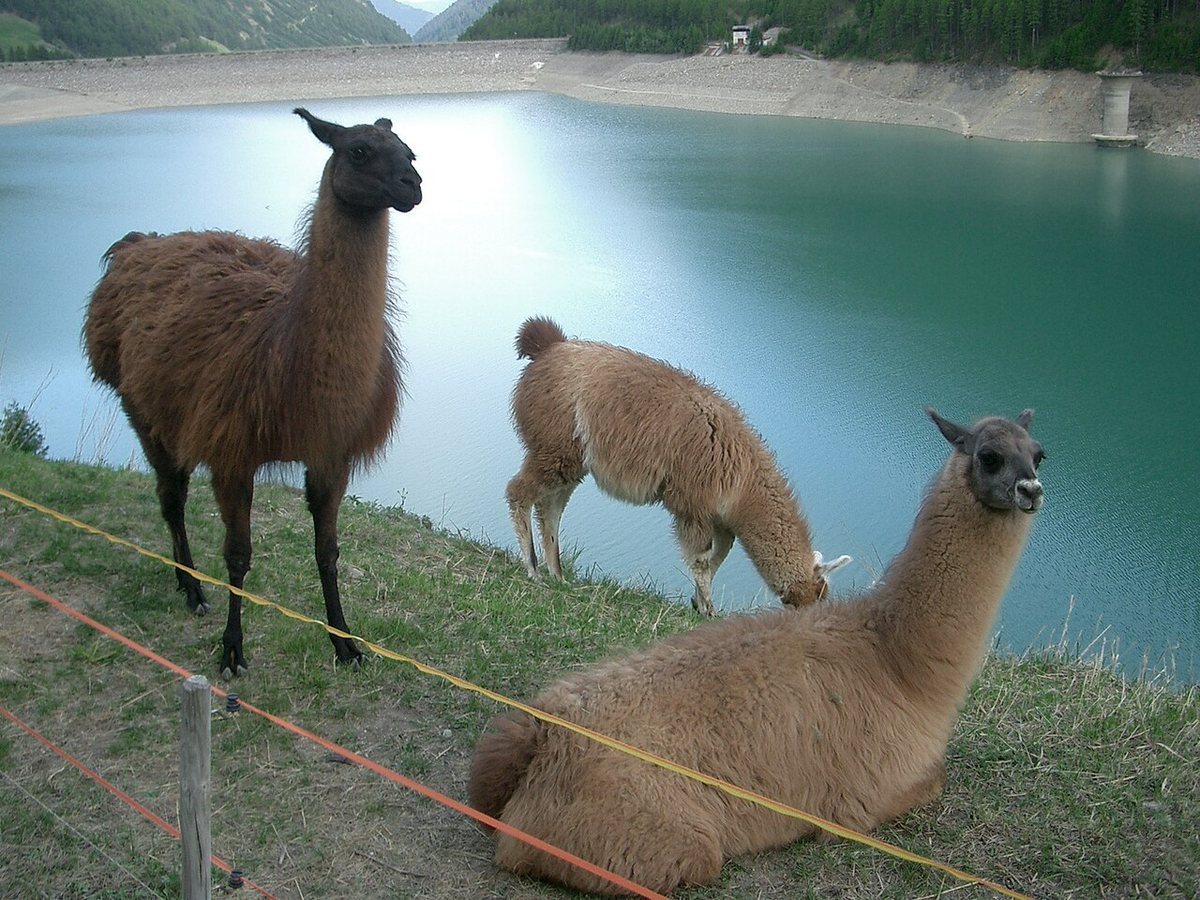 Visiting Llamas and Alpacas at 5 Farms
