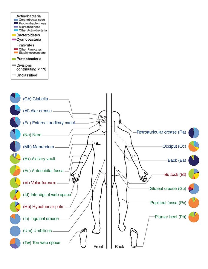 Antifungal therapy improves microbiome dynamics in inflammatory bowel disease