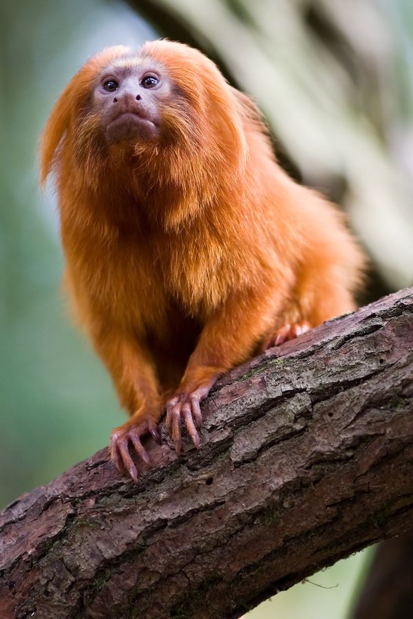 Conservationist honoured for protecting rare animals