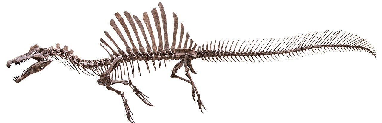 New evidence suggests spinosaurus spent most of its life underwater
