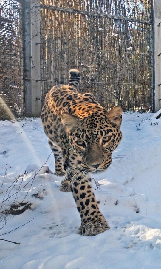 Een schreeuw en een noodoproep via haar walkietalkie: hoe een Perzische panter in Beekse Bergen plots een verzorgster uit Vlaanderen aanviel