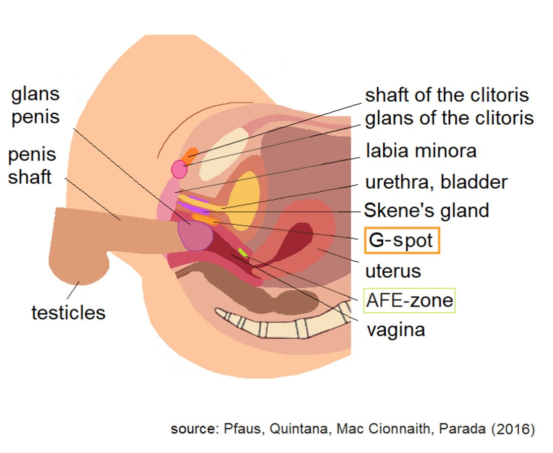Cross-section diagram of penile penetration of the vagina