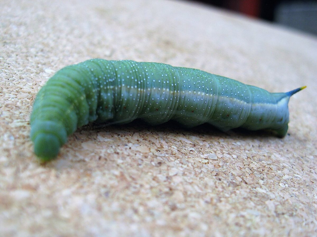 Macroglossum stellatarum hummingbird hawk larva, UK