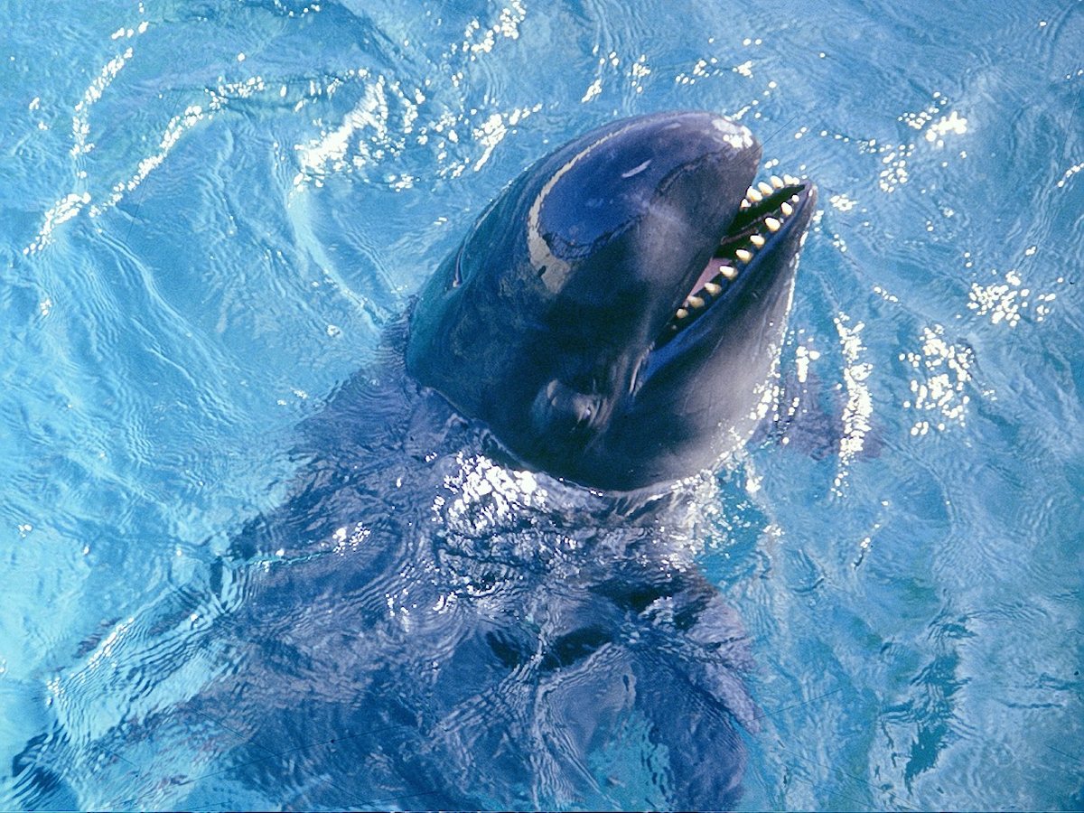 6 Fascinating Orca Moments | BBC Earth