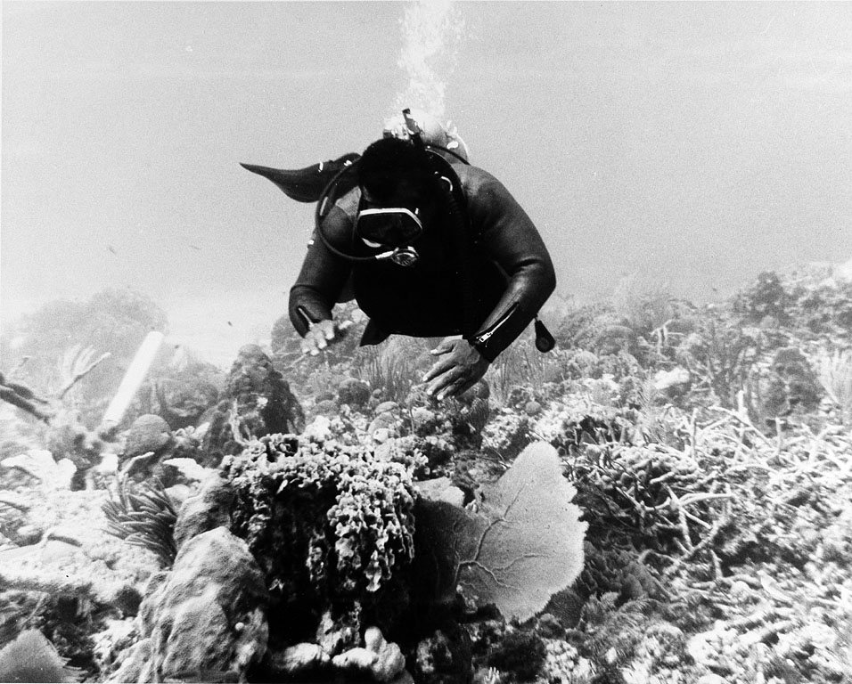 Soufrière Dive Fest returns this weekend with two days of marine adventures