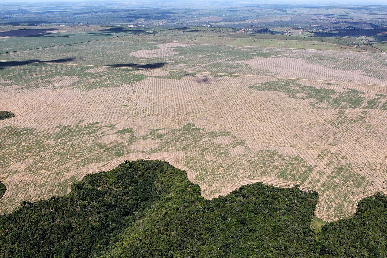 Brazil sees record fall in Amazon deforestation as key election looms