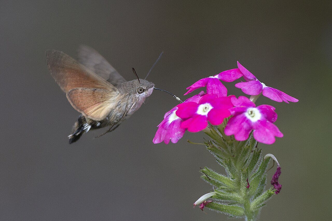 Macroglossum stellatarum 01