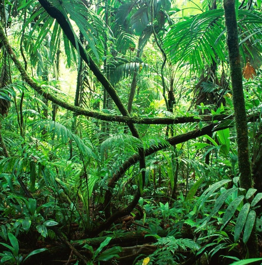 Seven new frog species were hiding beneath Madagascar’s forest floor