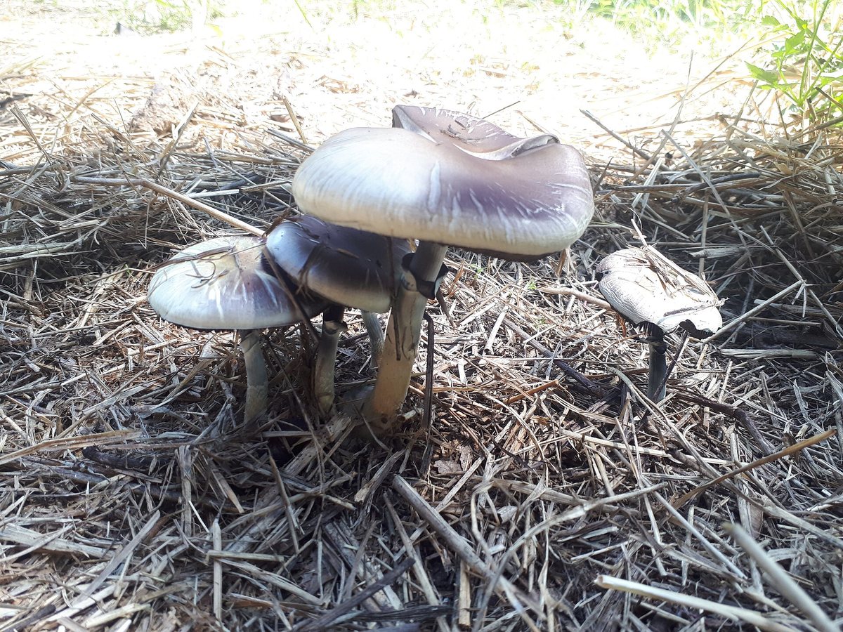 Psilocybe Cubensis Imire (Psilocybe Cubensis Zimbabwe) 9.jpg