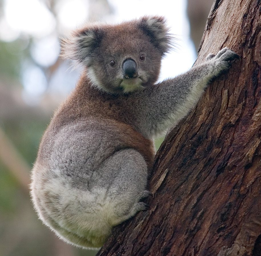 NSW’s koala national park will protect threatened species and cap logging across the state. Could the Greens really block it? | Adam Morton