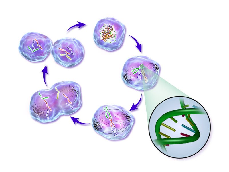 Scientists discover why damaged nerves struggle to heal