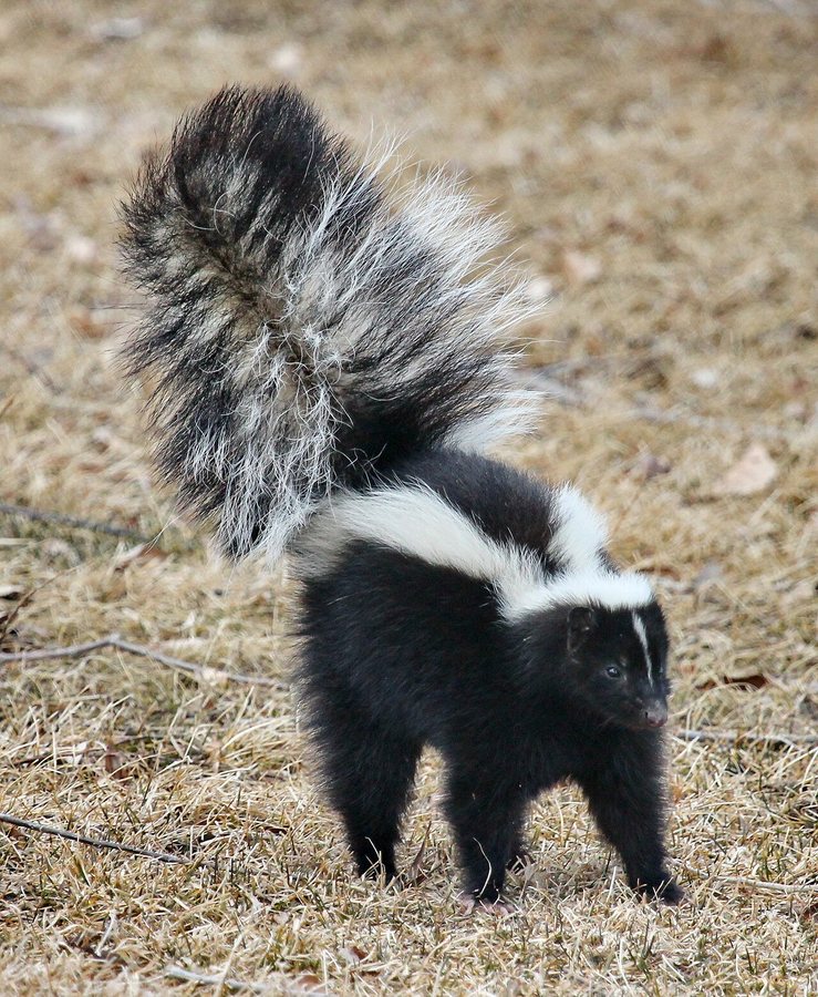 If a skunk starts stomping, that’s your cue to back off. #skunk #naturepbs #animals #wildlife #stem