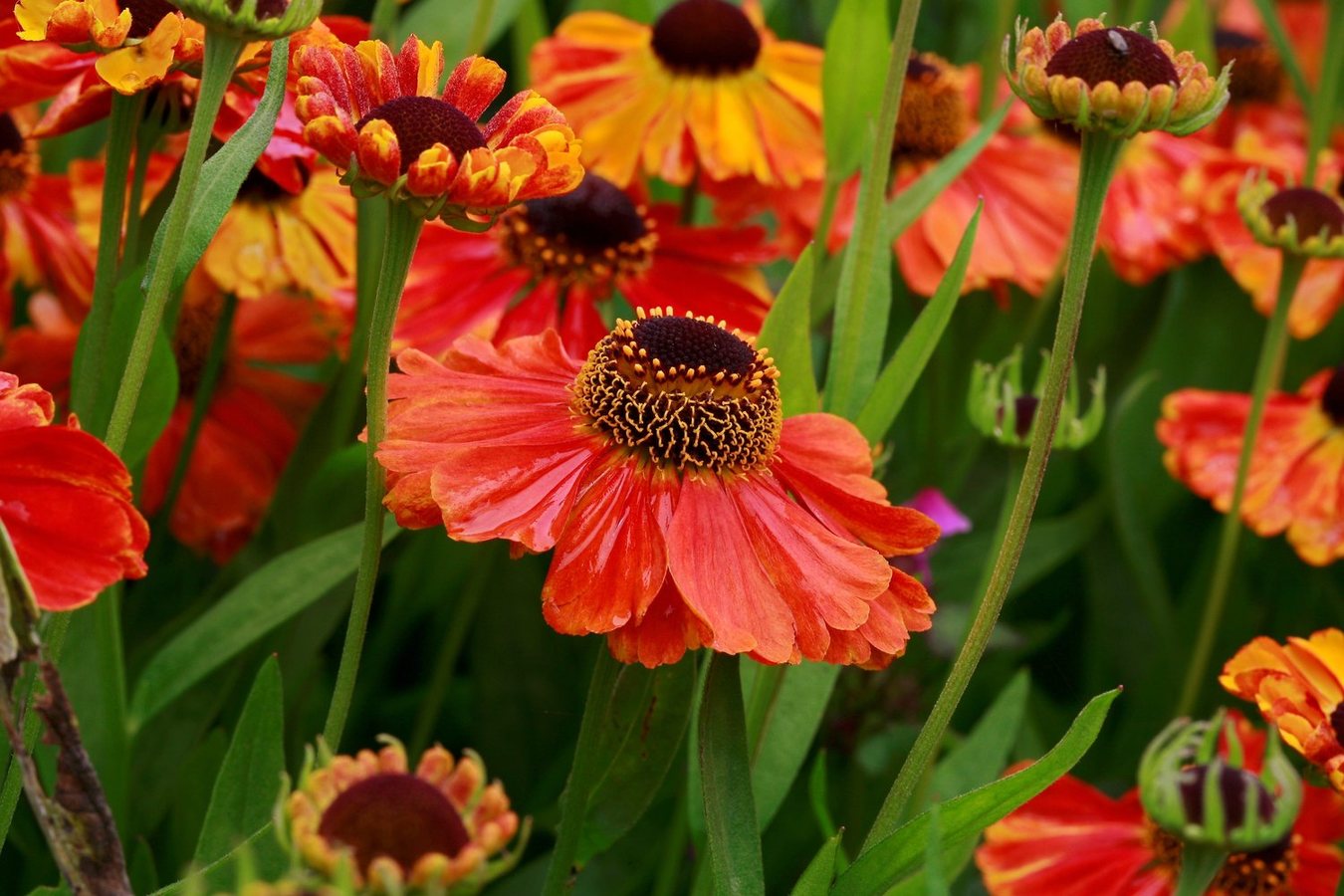 6 low-effort gardening jobs to do now to make your garden look better this autumn