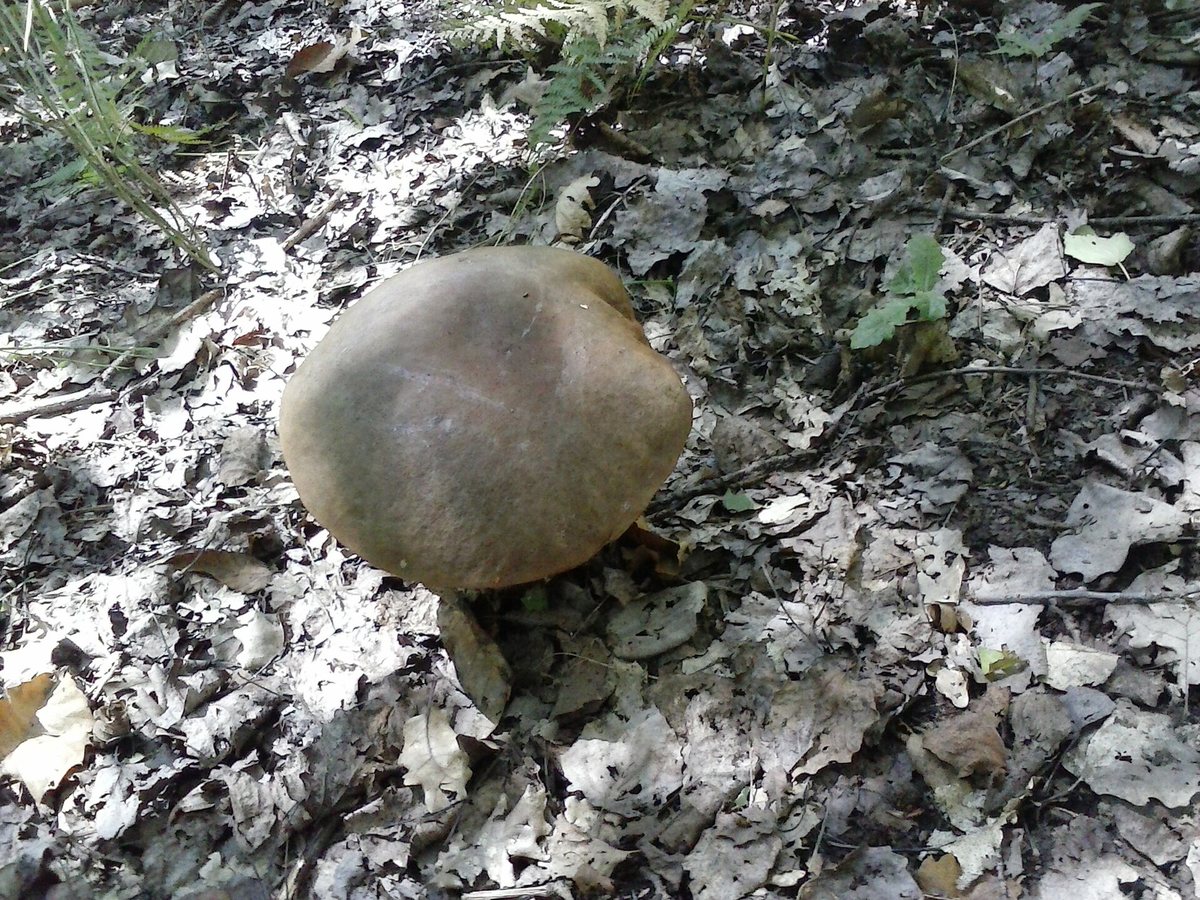 ‘fungi are still going to be here’: how mushrooms inspire new ways of thinking about nature