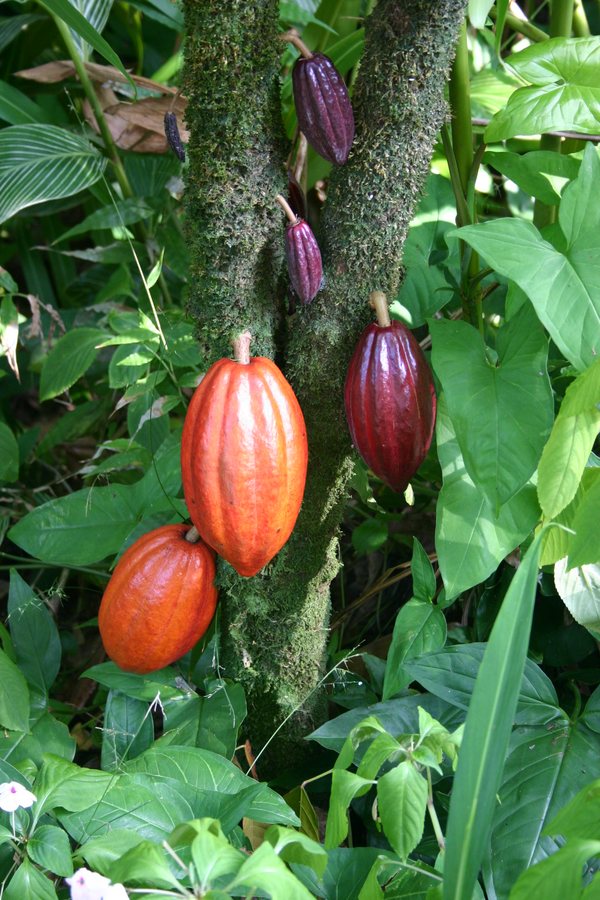 What the largest chocolate company says about cocoa bean prices
