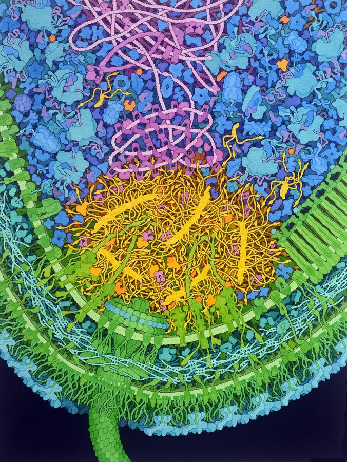 Scientists discover cells that cheat death and rebuild damaged tissue