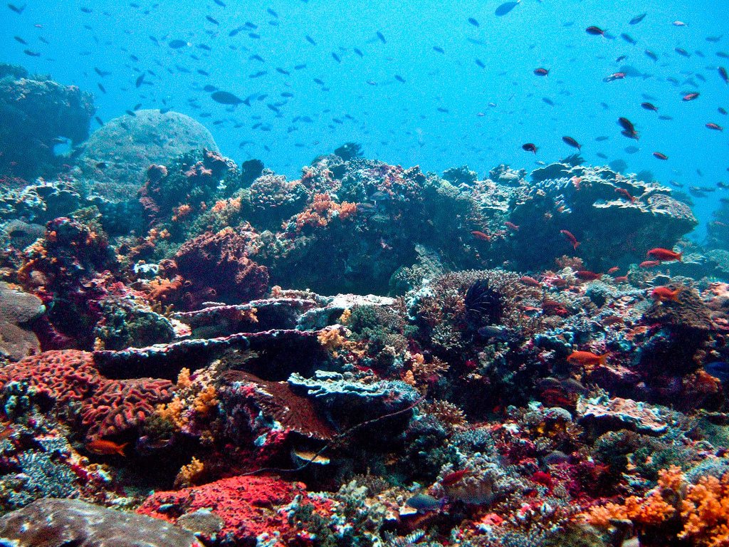 Why are El Niños getting stronger? 1,000-year-coral record points to climate change