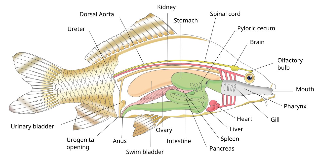 Scientists discover a brain “brake” that can shut down chronic pain